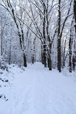 Kar ve ağaçlarla dolu güzel beyaz bir kış manzarası