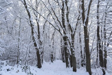 Kar ve ağaçlarla dolu güzel beyaz bir kış manzarası