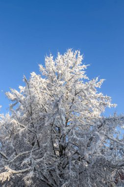 Kar ve ağaçlarla dolu güzel beyaz bir kış manzarası