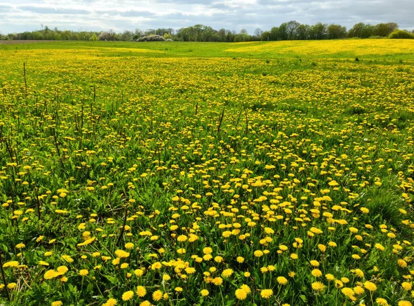 Pole Kwiatowe Widok Bliska Kwiaty Mniszka Lekarskiego Zielonej Łące Wiosną — Zdjęcie stockowe