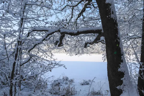 Uma Bela Paisagem Branca Inverno Com Neve Árvores — Fotografia de Stock