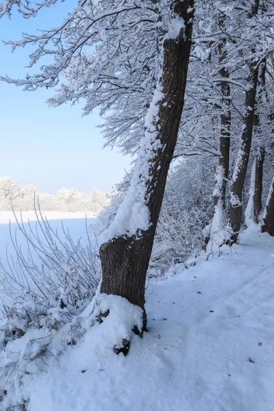 Uma Bela Paisagem Branca Inverno Com Neve Árvores — Fotografia de Stock