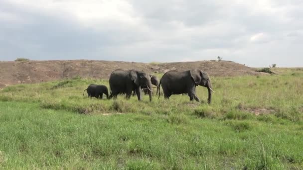 Wild Elephants Bushveld Africa Sunny Day — Video Stock