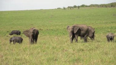 Wild elephants in the bushveld of Africa on a sunny day.