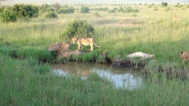 Impressive wild lions in the wilds of Africa in Masai Mara.