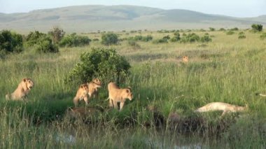 Impressive wild lions in the wilds of Africa in Masai Mara.