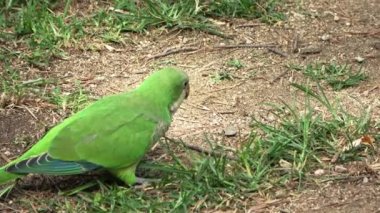 Barselona şehrinde vahşi yeşil bir papağan bulundu..