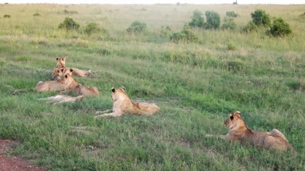 Impressive Wild Lions Wilds Africa Masai Mara — Stockvideo