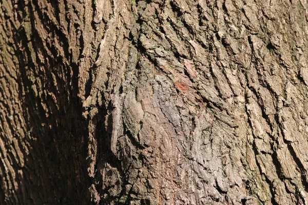 Widok Bliska Bardzo Szczegółową Fakturę Kory Drzewa Wysokiej Rozdzielczości — Zdjęcie stockowe