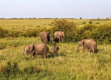 Afrika 'nın bozkırında güzel vahşi filler