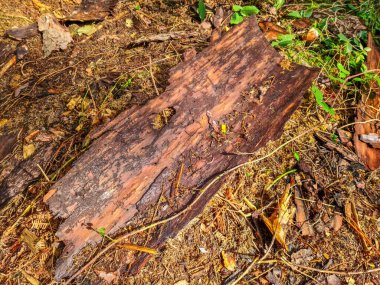 Güzel orman zemininin dokusu yakın.