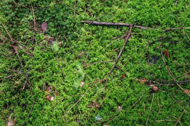Güzel orman zemininin dokusu yakın.