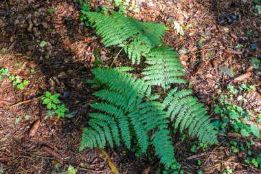 Güzel orman zemininin dokusu yakın.