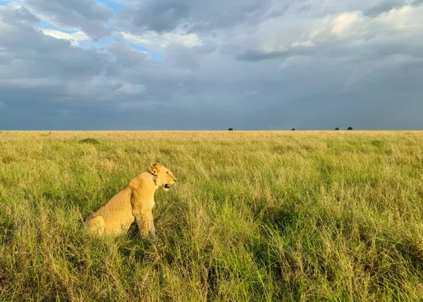 Leões Selvagens Savana África — Fotografia de Stock