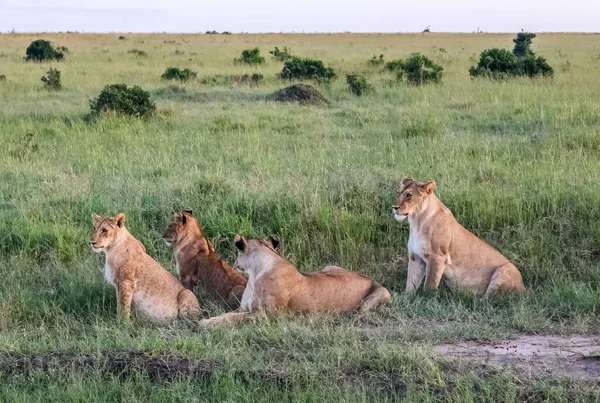 Wilde Löwen Der Savanne Afrikas — Stockfoto