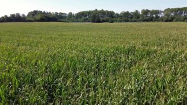 Hasattan kısa bir süre önce bir mısır tarlasının havadan görüntüsü.