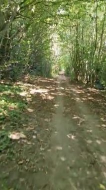 Ağaçların olduğu küçük bir yolda bisiklet sürerken alçak açı görünümü.