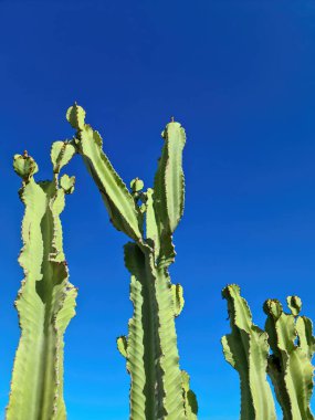 Tenerife 'nin güneşinde güzel büyük bir kaktüs