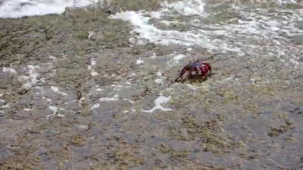 Rode Krabben Die Rotsen Beklimmen Atlantische Oceaan Het Canarische Eiland — Stockvideo