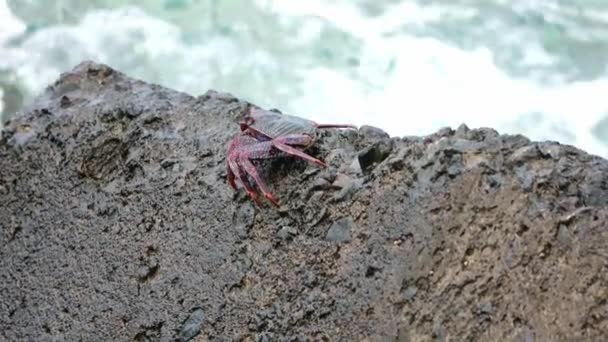 在加那利岛的大西洋上 红色螃蟹爬上岩石 — 图库视频影像