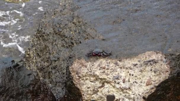 Κόκκινα Καβούρια Σκαρφαλώνουν Βράχους Στον Ατλαντικό Ωκεανό Στο Καναρίνι Της — Αρχείο Βίντεο