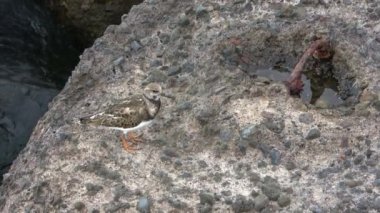 Tenerife 'nin kayalık sahillerinde bir turnstone kuşu.