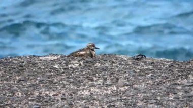 Tenerife 'nin kayalık sahillerinde bir turnstone kuşu.