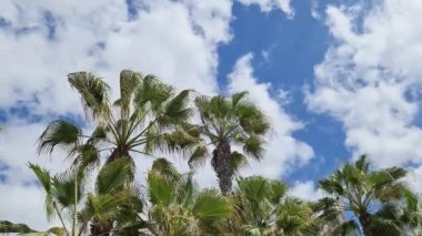 Rüzgarda hareket eden palmiye ağaçlarının görüntüsü Mavi gökyüzüne karşı az bulutla.