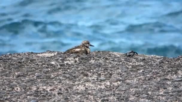 Turnstone Bird Skalnatém Pobřeží Tenerife — Stock video