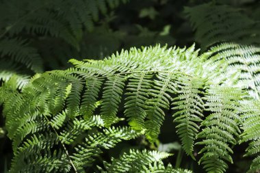 Green fern at the bottom of a mysterious deciduous forest