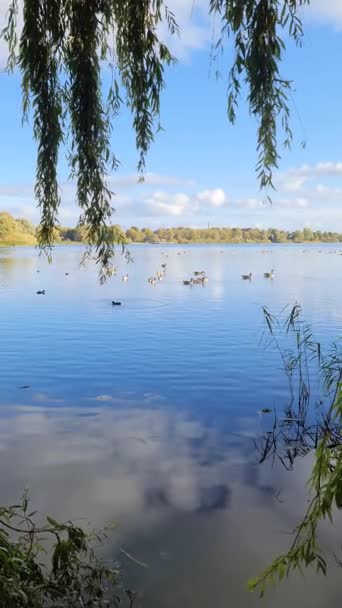 夏天看湖面上有鹅在游动 — 图库视频影像