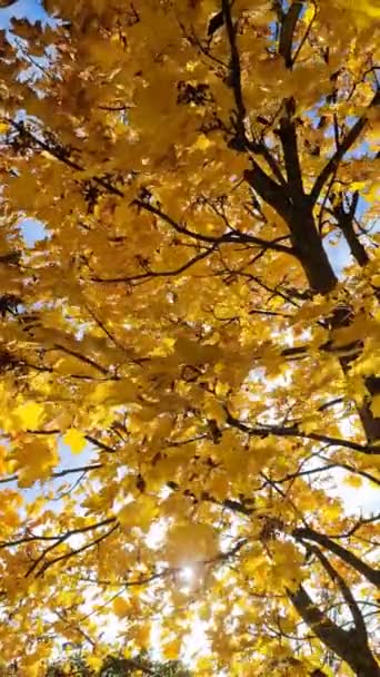 观赏着五彩缤纷的秋叶和灿烂的阳光的树 — 图库视频影像