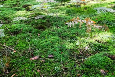 View on a forest ground texture with moss and branches found in a european forest clipart