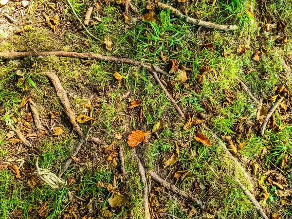 Vista Sobre Uma Textura Solo Florestal Com Musgo Ramos Encontrados Fotografia De Stock
