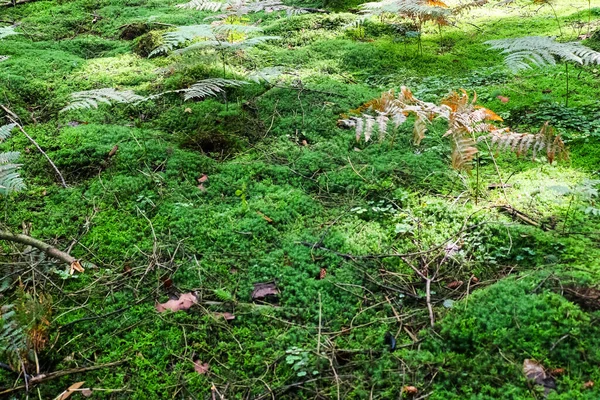Вид Текстуру Лісу Мохом Гілками Знайденими Європейському Лісі Стокове Зображення