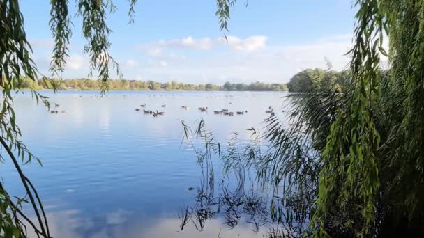 阳光普照的日子 鹅在平静的湖上游泳 — 图库视频影像
