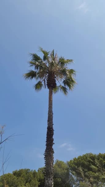 Vertikal Bild Ett Palmträd Som Rör Sig Långsamt Vinden Mot — Stockvideo