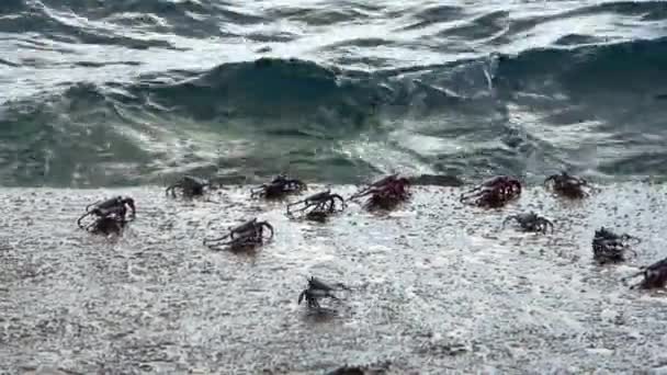 Numeroși Crabi Stâncile Coasta Oceanului Din Tenerife — Videoclip de stoc
