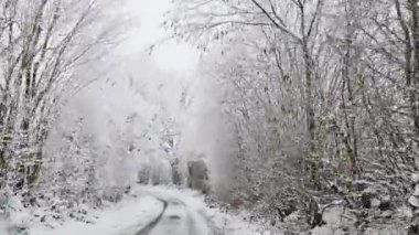Ağaçlarla kaplı, karla kaplı bir yolda hareket halindeki bir arabadan manzara.