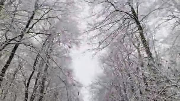Вид Автомобіля Рухається Сніговій Покритій Сільській Дорозі Деревами Безліччю Снігу — стокове відео