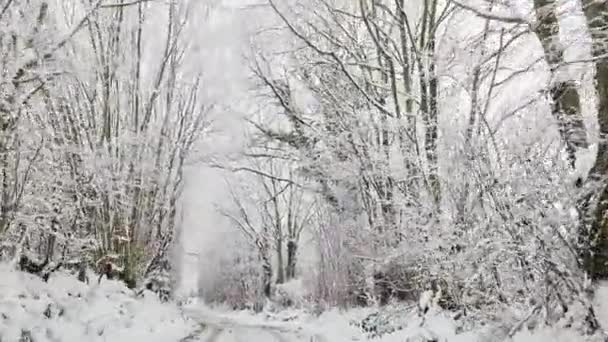 Widok Jadącego Samochodu Zaśnieżonej Wiejskiej Drodze Drzewami Dużą Ilością Śniegu — Wideo stockowe