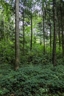 Parlak güneş ışığının derin gölgeler bıraktığı sık yeşil bir ormana güzel bir manzara.