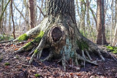 Yeşil doğadaki güzel ağaçlar