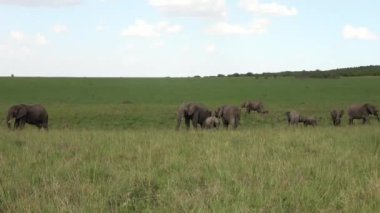 Wild elephants in the bushveld of Africa on a sunny day.