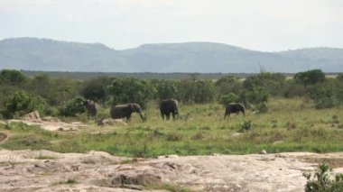 Wild elephants in the bushveld of Africa on a sunny day.