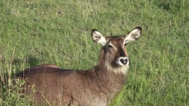 Afrika 'nın vahşi otlarındaki ceylanlar.