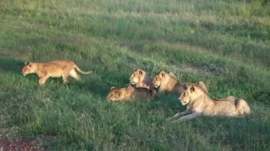Afrika 'nın vahşi bozkırında Masai Mara' da etkileyici vahşi aslanlar..