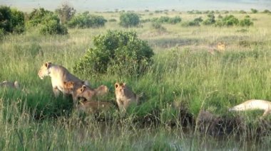 Afrika 'nın vahşi bozkırında Masai Mara' da etkileyici vahşi aslanlar..