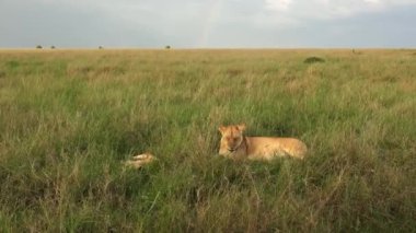 Afrika 'nın vahşi bozkırında Masai Mara' da etkileyici vahşi aslanlar..