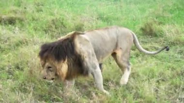 Afrika 'da, Masai Mara' da vahşi bir aslan..